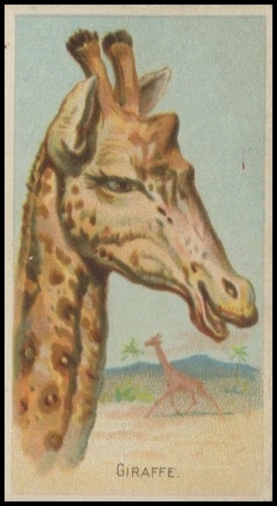 N25 Giraffe.jpg